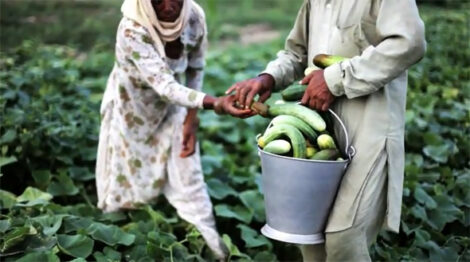 Food Solutions Image